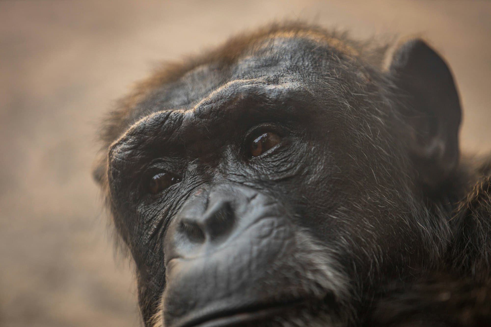 Tweets from @AmuseChimp