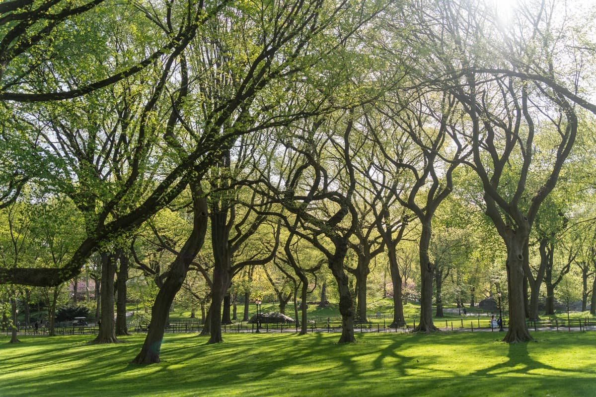 Central Park Spring Wallpaper